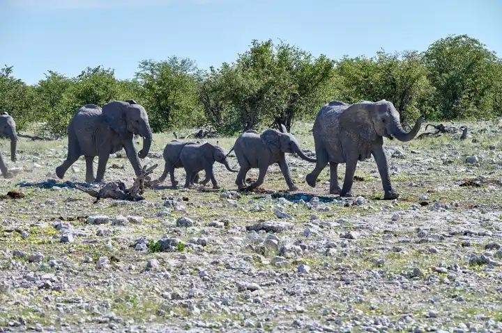 Elefantenherde am Weg zum Wasserloch