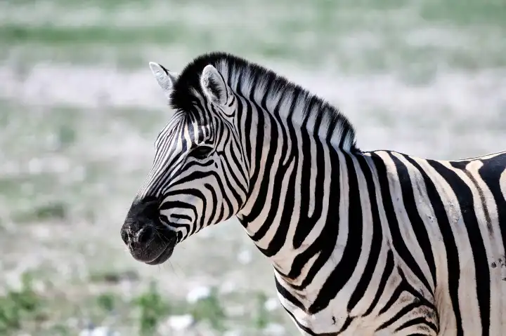 Porträt eines Zebras