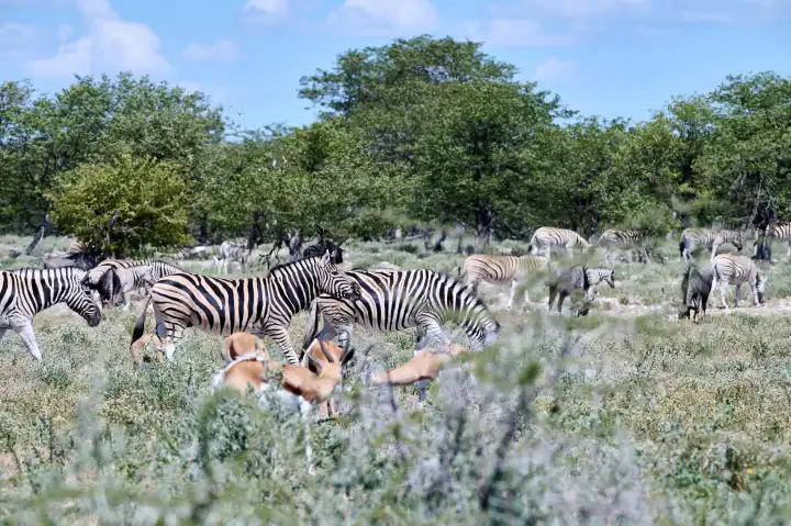 Zebras and gazelles in Etosha, namibia