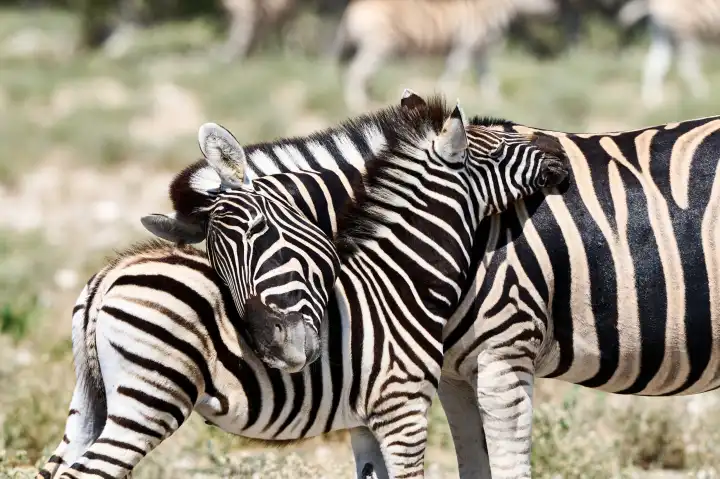 Cuddling zebras, mother and cub