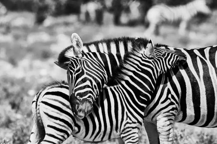 Kuschelnde Zebras in schwarz-weiß