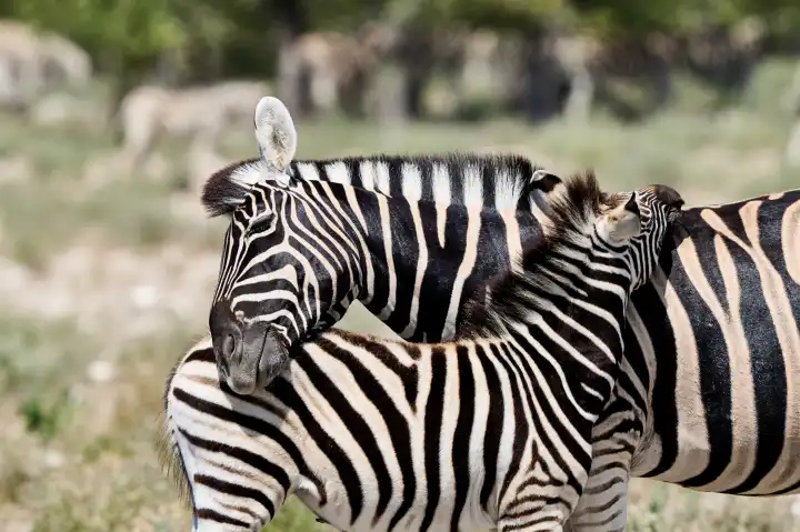 Zebras, Mutter und Jungtier