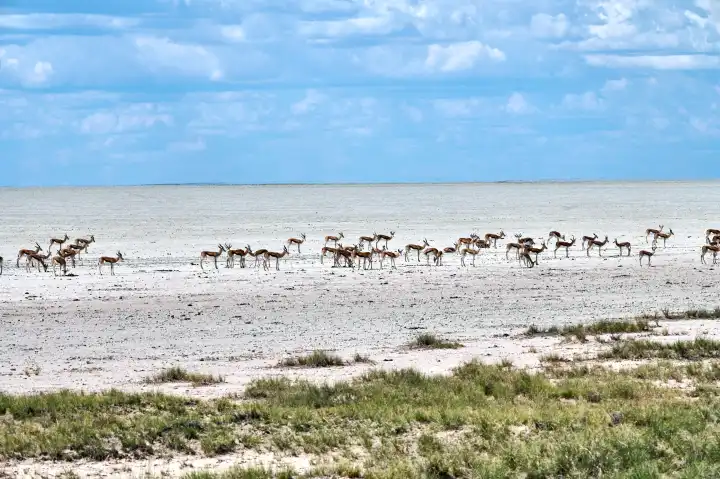 Gazelles in the Etosha Pan, namibia