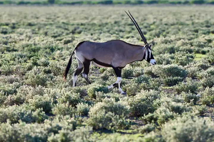 Oryx Antilope in Namibia