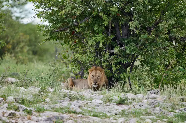 Männlicher Löwe liegt unter einem Busch