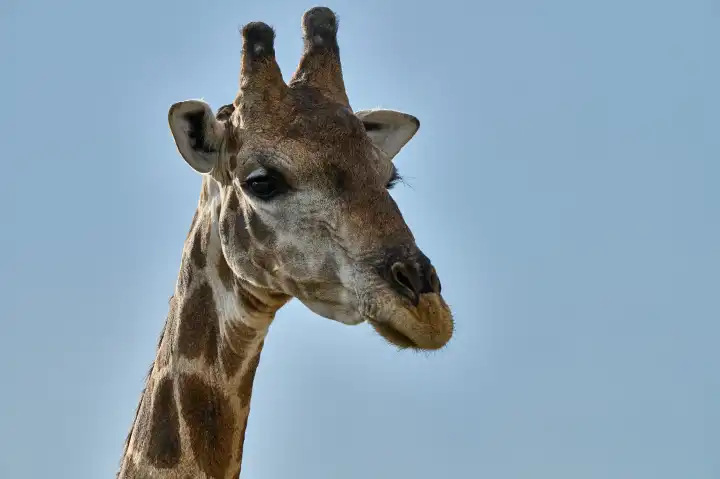Porträt einer Giraffe