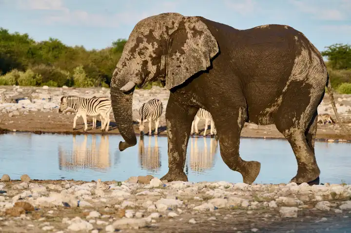 A mighty elephant and zebras at the waterhole