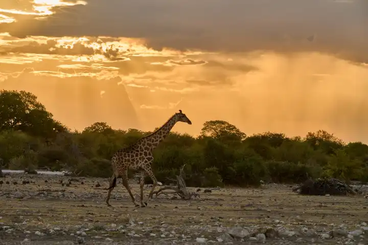 Giraffe in front of an African evening sky