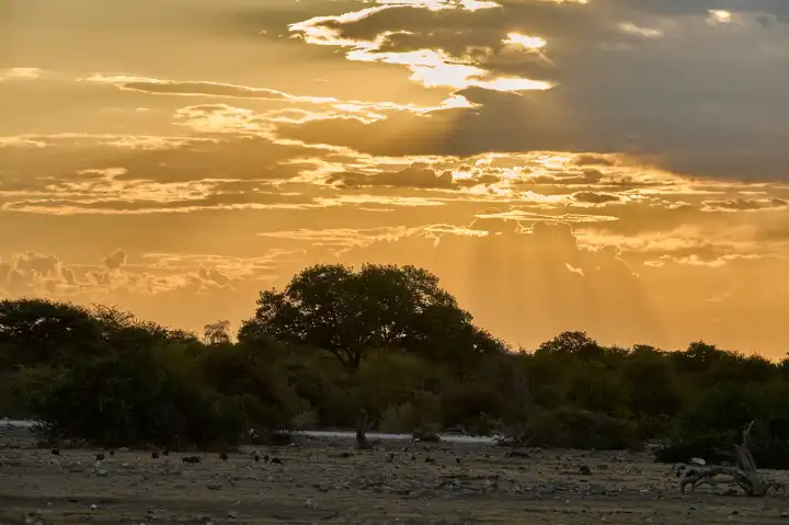 Evening atmosphere in Etosha, Namibia