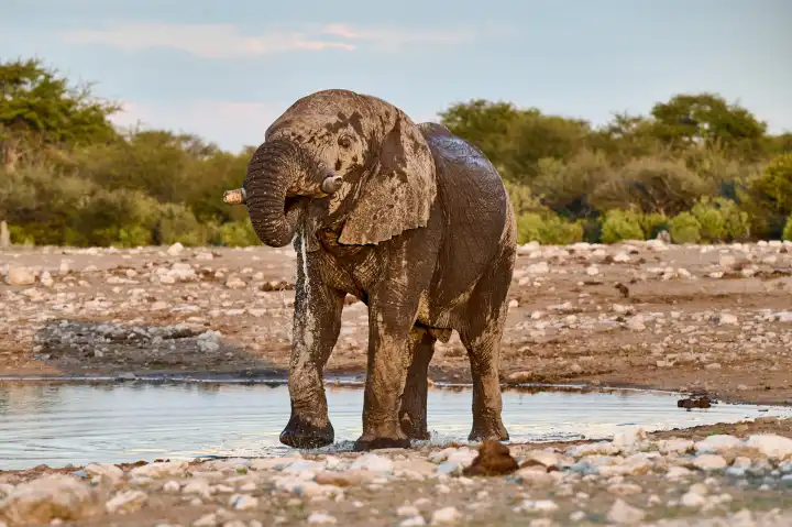großer Elefant beim trinken