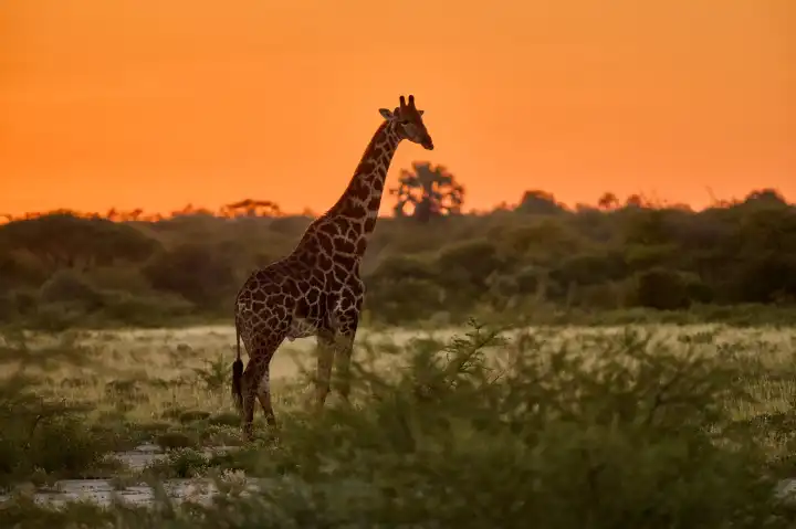 Giraffe vor rotem Himmel bei Sonnenuntergang