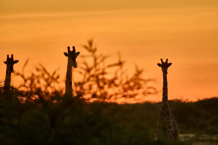 Silhouette of three giraffes at sunset