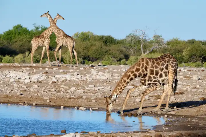 Giraffen beim Trinken an einem Wasserloch