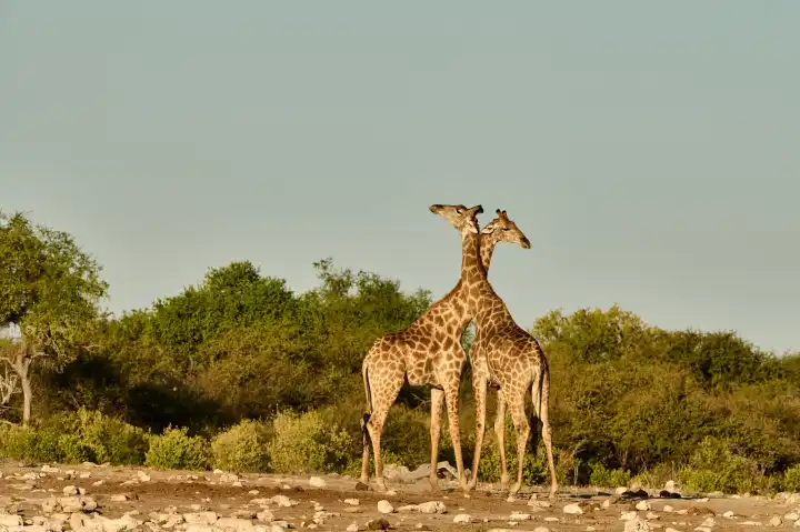 Two giraffes cross their necks