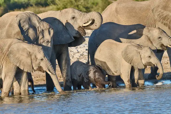 Herd of elephants with baby elephant at the waterhole