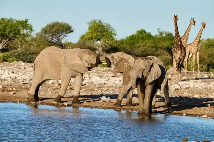 Elefanten und Giraffen am Wasserloch