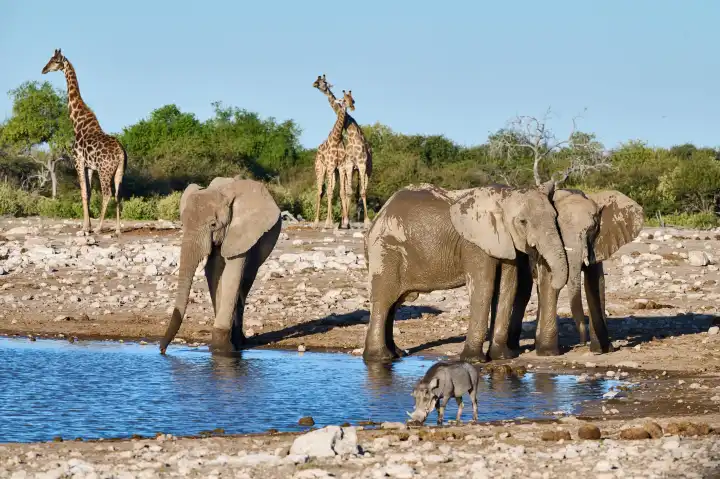 Elefanten und Giraffen am Wasserloch