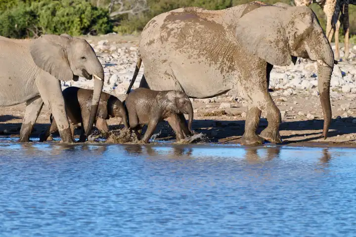 Two baby elephants with adult animals at the waterhole