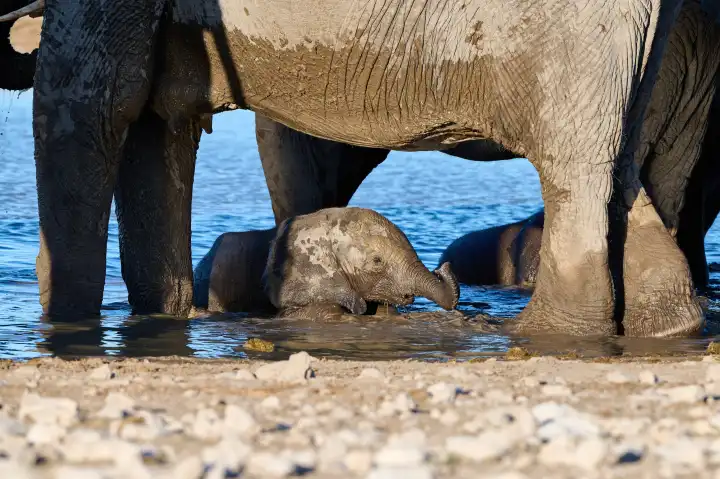 Baby elephant lies in the water under big elephant