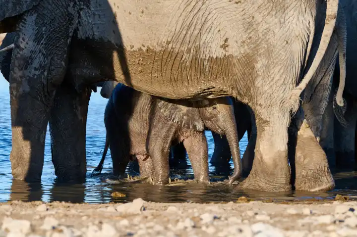 Baby elephant at the water in the protection of the herd