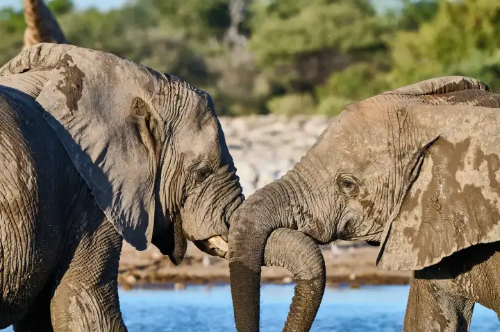 Two elephants entwine their trunks