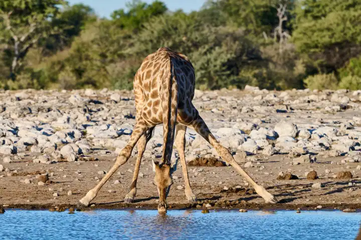 Giraffe trinkt Wasser