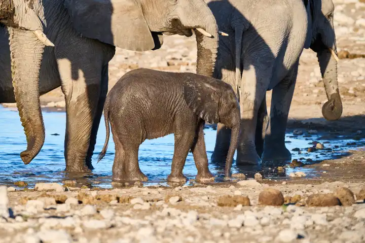 Baby elephant at the waterhole under the protection of the herd