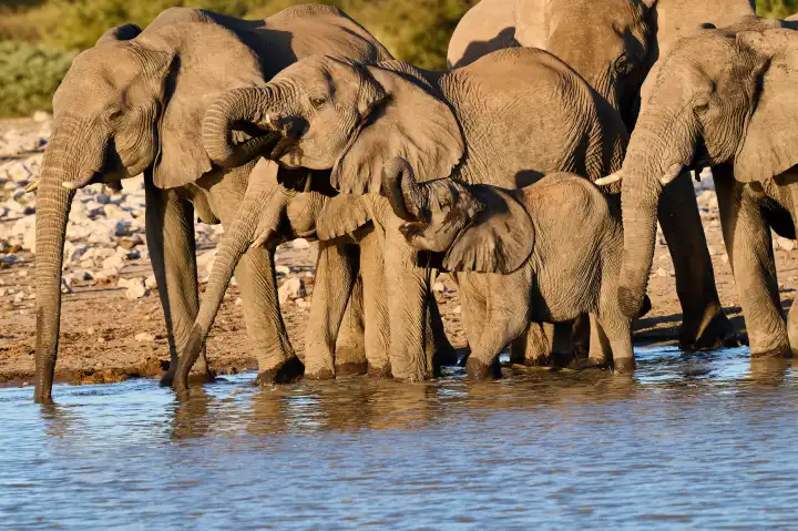 Herd of elephants with young at the waterhole