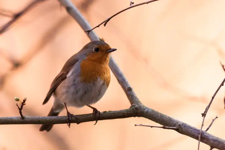 Robin sits on a branch
