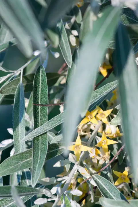 Flowers of narrow-leaved oil pasture, Elaeagnus angustifolia, Bohemian olive tree, olive tree, paradise tree