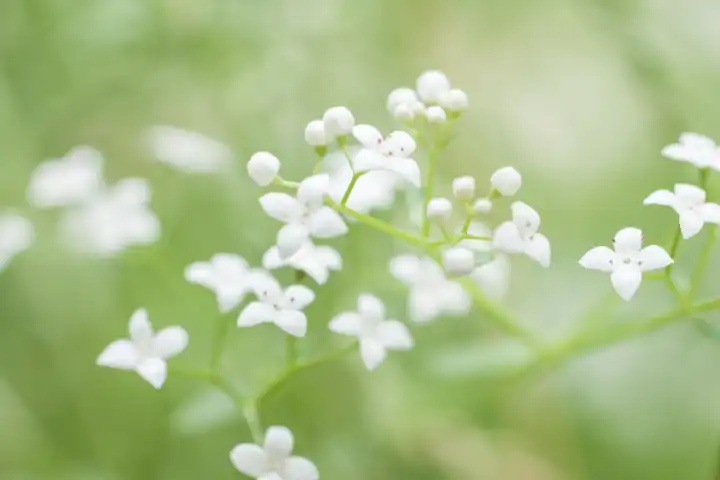 Moor-Labkraut in voller Blüte, Galium uliginosum