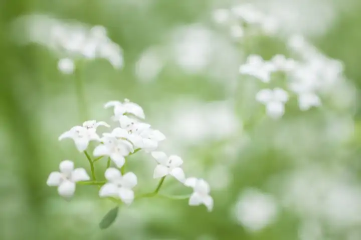 Moor-Labkraut in voller Blüte, Galium uliginosum