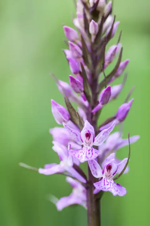 Annual inflorescence of the spotted orchid, Dactylorhiza maculata