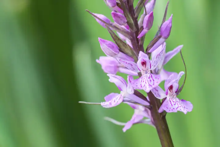 Annual inflorescence of the spotted orchid, Dactylorhiza maculata, spotted-fingerroot