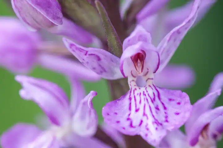 single bloom of spotted orchid, Dactylorhiza maculata, spotted-fingerroot