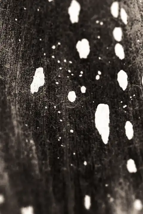 Ausschnitt der Spatha des gefleckten Aronstab, Arum maculatum, abstrakt, Teiltonung