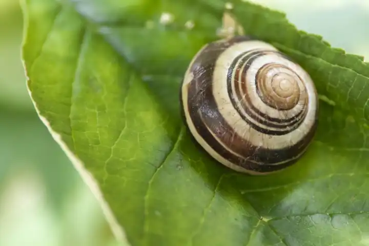 Grove snail on a leaf, Cepaea nemoralis
