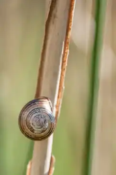 Grove snail on a cattail stalk, Cepaea nemoralis