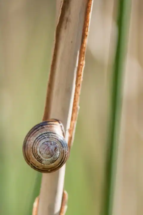 Grove snail on a cattail stalk, Cepaea nemoralis