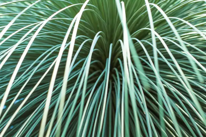 Hedgehog agave, agave stricta, cutout, abstract