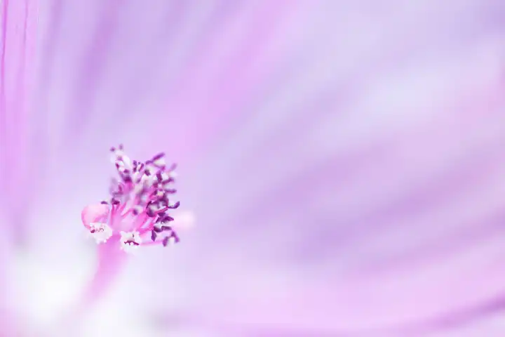 Griffelsäule einer Malvenblüte, Malva spec.
