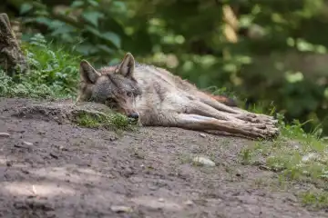 attentive wolf, Canis lupus
