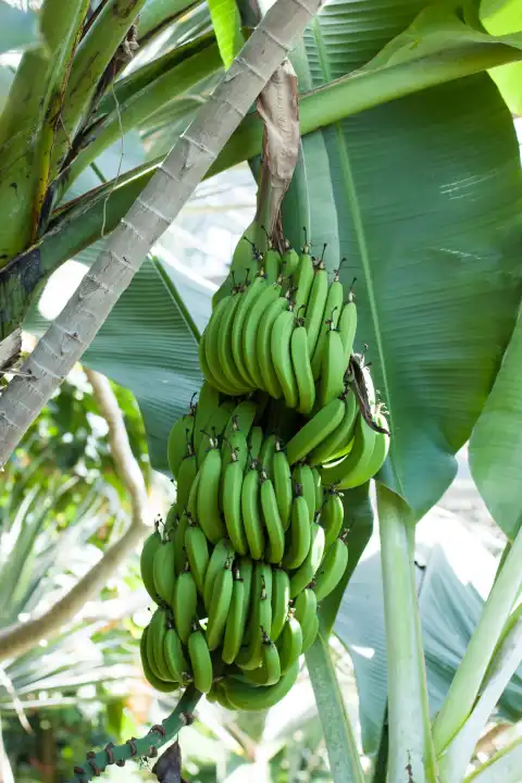 unreife Bananen an der Staude, Musa × paradisiaca, Dessertbanane, Obstbanane, Paradiesfeige