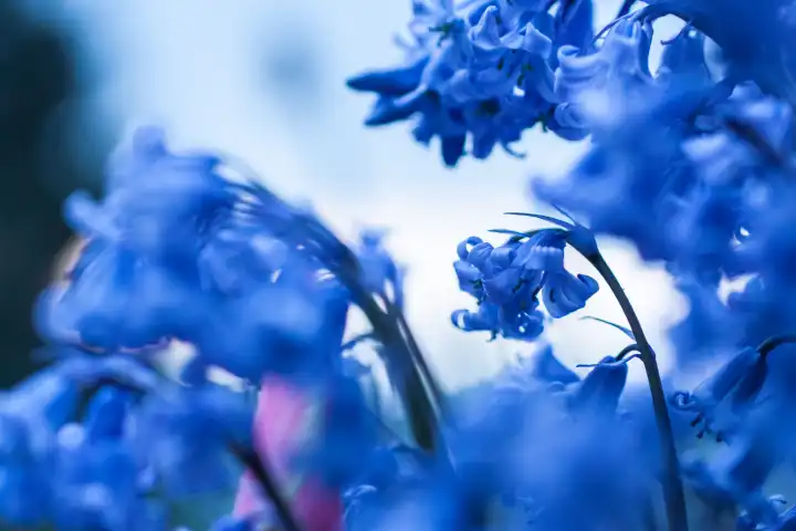 Hare bells in full bloom, Hyacinthoides, close-up