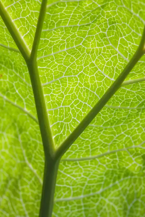 Unterseite eines Pflanzenblattes mit sichtbaren Leitbahnen, Gegenlicht, Nahaufnahme