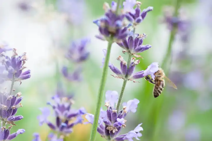 blooming lavender with blossom visitor, blur, close-up