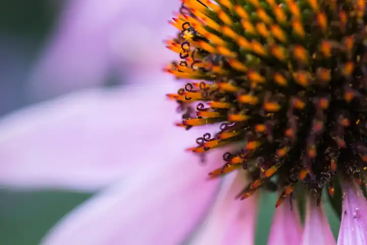Blossom cut-out of an Echinacea purpurea, purple sunhat, red common sun hat
