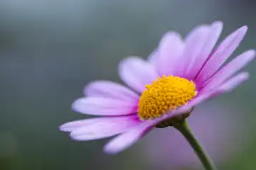 pale blue-violet daisy flower
