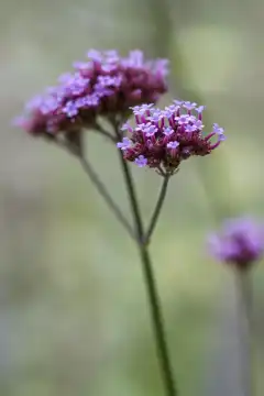 Blütenstand des patagonischen Eisenkrauts, Verbena bonariensis, Nahaufnahme
