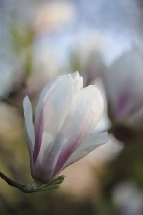 erblühende Magnolienblüte